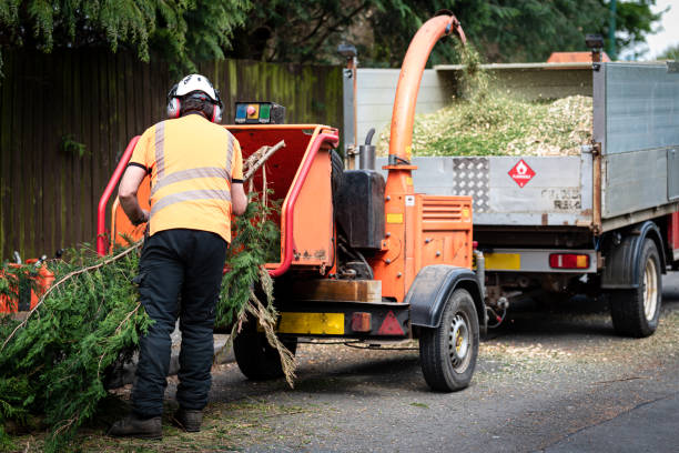 Best Tree Disease Treatment  in Meron Park, CA