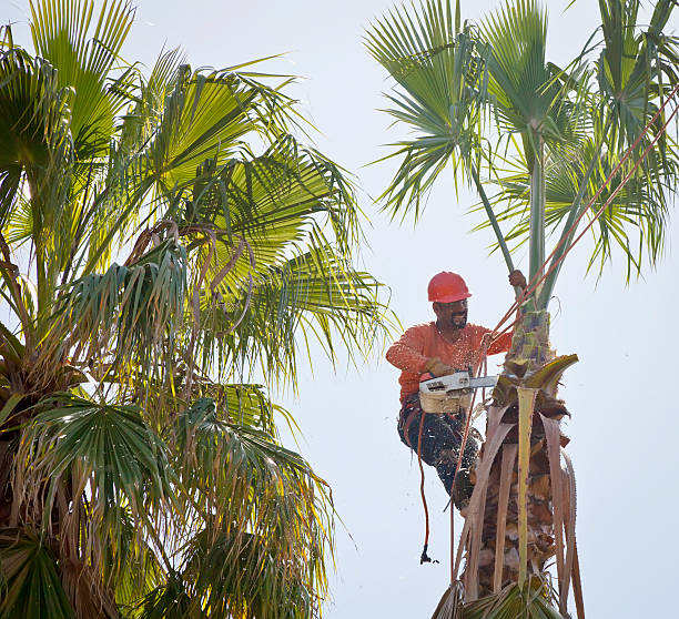 Best Tree Mulching  in Meron Park, CA